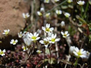 MDF Draba verna 01.jpg © Gauna