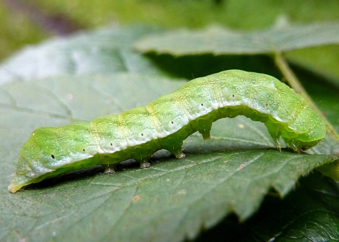 Euplexia lucipara (Linnaeus, 1758) &copy; Hans Jonkman