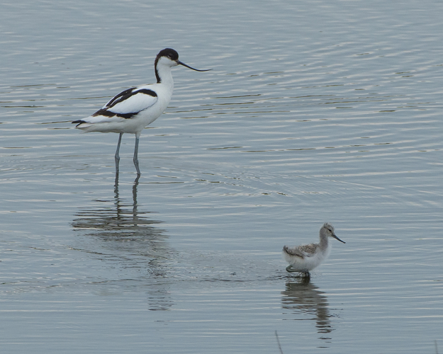 Recurvirostra avosetta Linnaeus, 1758 &copy; Wijnand van Buuren