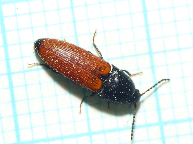 Ampedus nigroflavus (Goeze, 1777) &copy; Dick Belgers