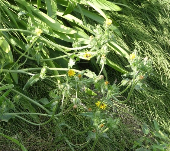 Helminthotheca echioides (L.) Holub, 1973 &copy; Piet Glasbergen