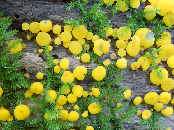 Calycina citrina &copy; MycoKey / Jens H. Petersen