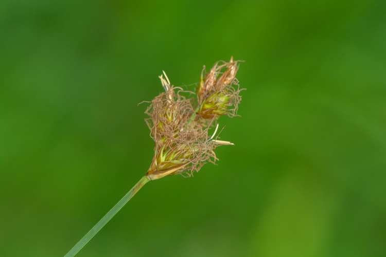 Carex leporina L., 1753 &copy; Wijnand van Buuren