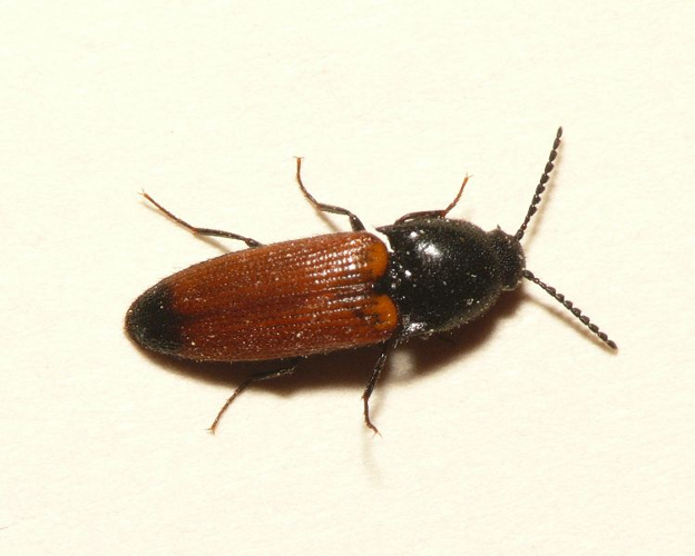 Ampedus elongatulus (Fabricius, 1787) &copy; Dick Belgers