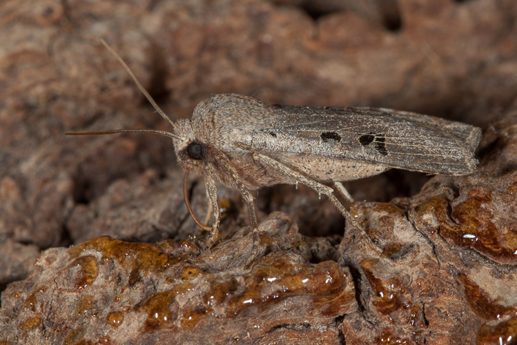 Conistra rubiginosa (Scopoli, 1763) &copy; Sandra Lamberts