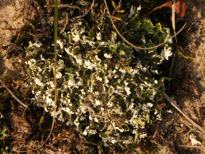 Cladonia foliacea (Huds.) Willd., 1787 &copy; Dick Belgers