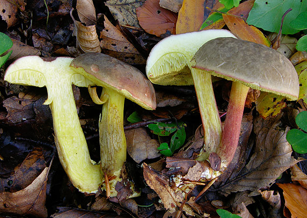 Xerocomellus pruinatus, JHP-08.229 &copy; MycoKey / Jens H. Petersen