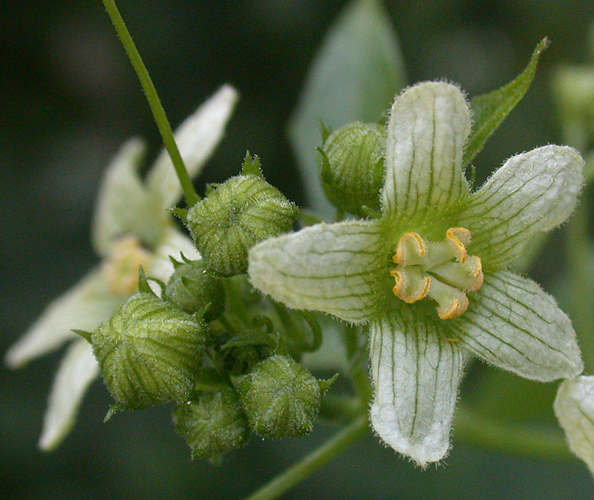 Bryonia dioica Jacq., 1774 &copy; Albertine Ellis-Adam