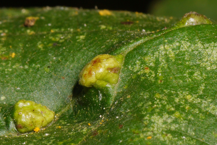 Eriophyes inangulis Nalepa, 1919 &copy; Hans Jonkman