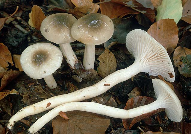 Hygrophorus mesotephrus, JHP-90.175 &copy; MycoKey / Jens H. Petersen