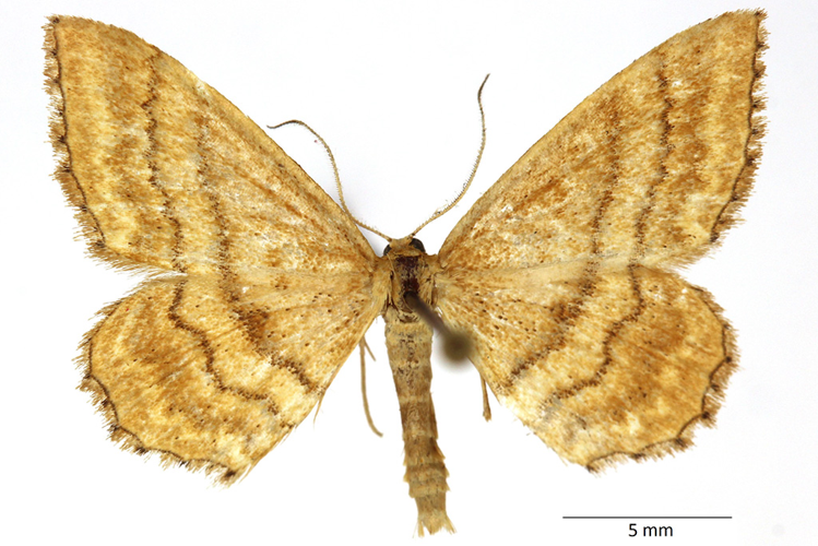 Idaea rufaria (Hübner, 1799) &copy; De Prins Guido