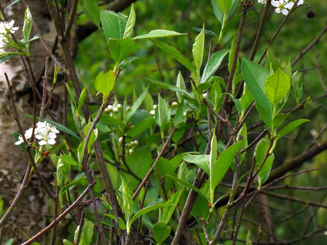 Prunus cerasus L., 1753 &copy; Hans Jonkman