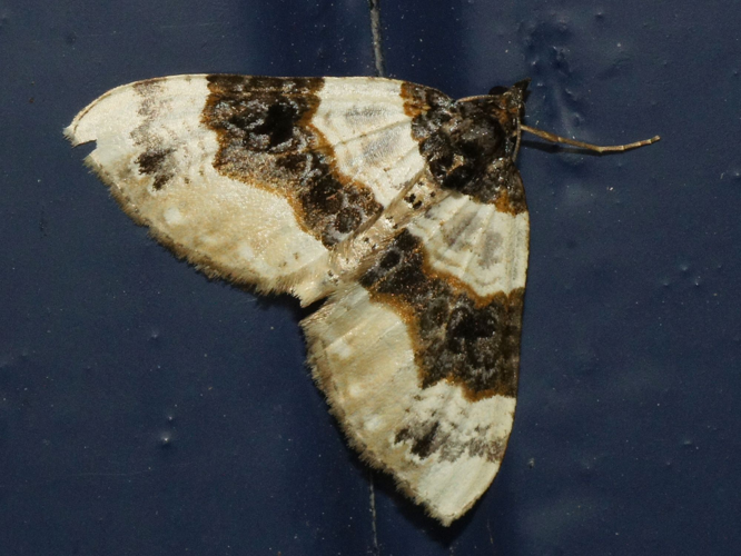 Cosmorhoe ocellata (Linnaeus, 1758) &copy; Hans Jonkman