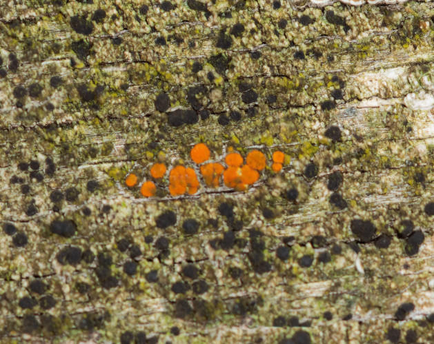 Blastenia ferruginea (Huds.) A.Massal., 1852 &copy; Wijnand van Buuren