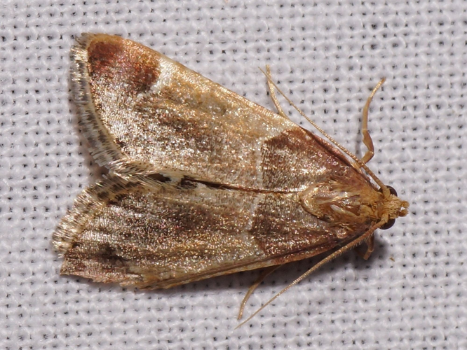 Pyralis farinalis (Linnaeus, 1758) &copy; Hans Jonkman