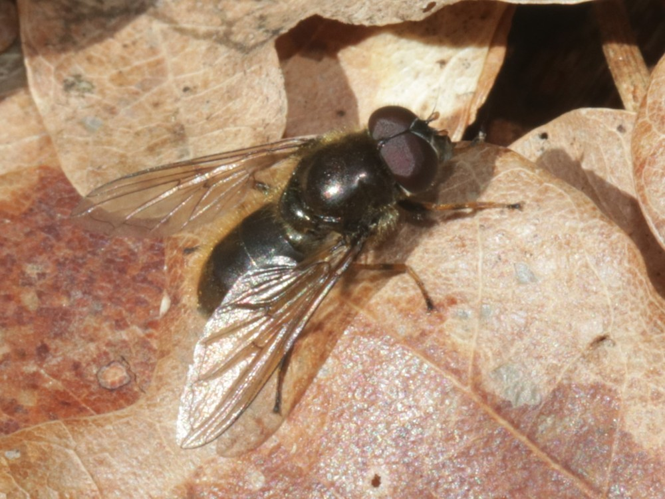Cheilosia fraterna (Meigen, 1830) &copy; Petra Fleurbaaij