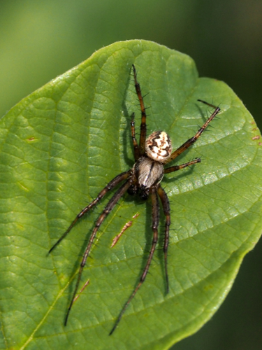 Neoscona adianta (Walckenaer, 1802) &copy; Henk van Woerden