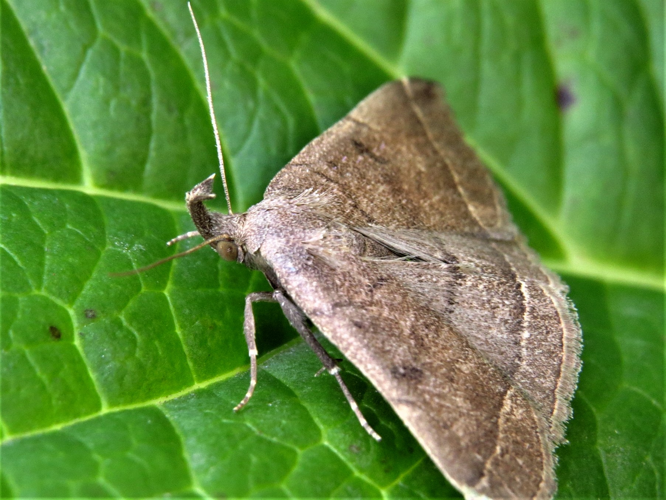 Polypogon plumigeralis (Hübner, 1825) &copy; Martien van den Heuvel