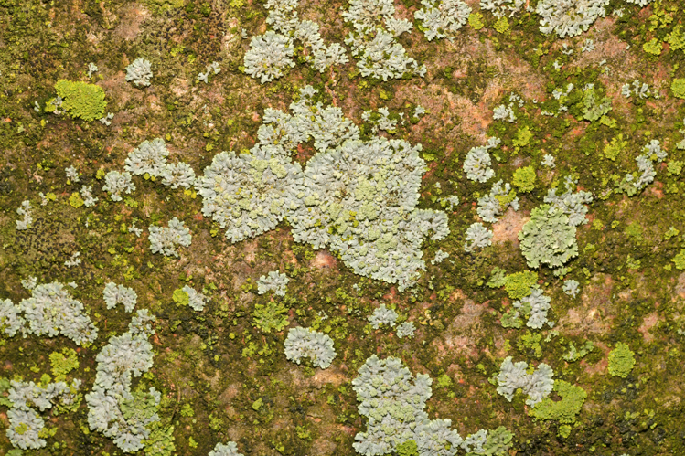 Physcia caesia (Hoffm.) Fürnr., 1839 &copy; Bas van Hulst-Kuiper