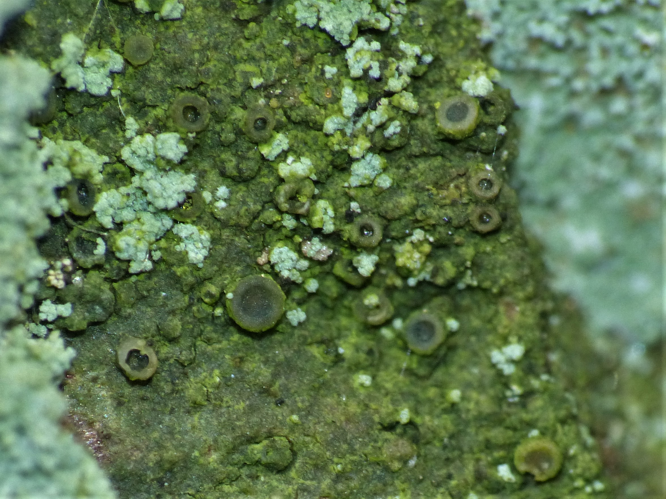 Coenogonium pineti (Ach.) Lücking & Lumbsch, 2004 &copy; Koen Verhoogt