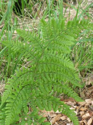 Dryopteris dilatata im weissen moor2.jpg © Southgeist