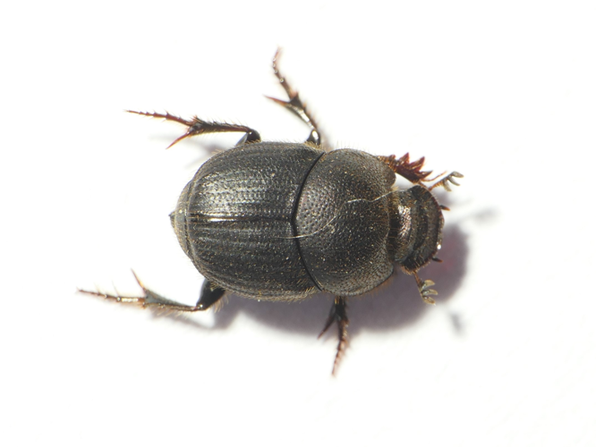Onthophagus joannae Goljan, 1953 &copy; Dick Belgers