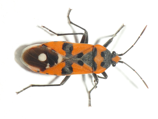 Lygaeus simulans Deckert, 1985 &copy; Dick Belgers