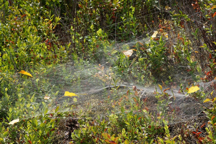 Agelena labyrinthica (Clerck, 1758) &copy; Hans Jonkman