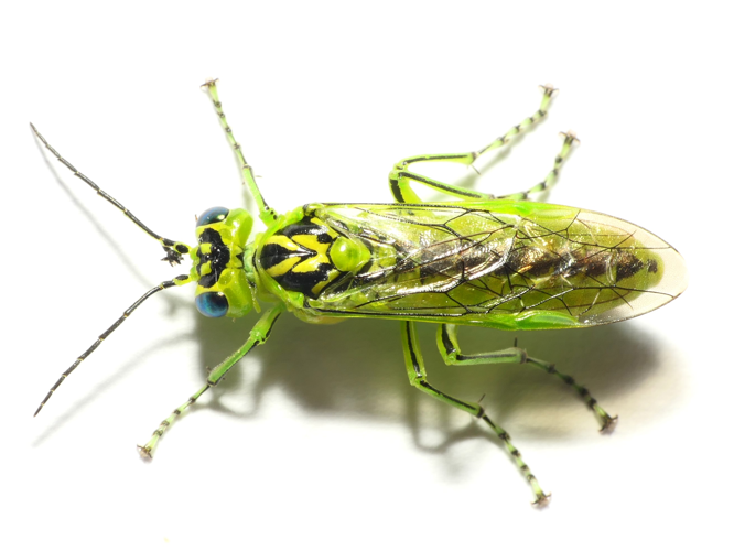 Rhogogaster chlorosoma (Benson, 1943) &copy; Dick Belgers