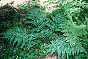 Dryopteris expansa.jpg © Commons