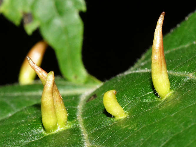 Eriophyes tiliae (Pagenstecher, 1857) &copy; Hans Jonkman