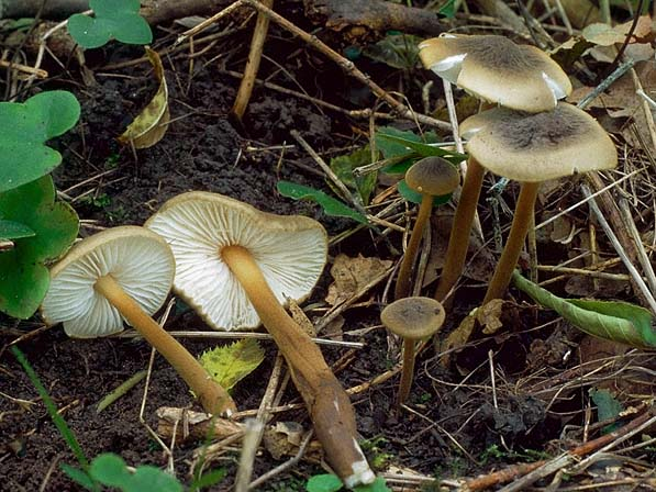 Xerula pudens, CL94-162 &copy; MycoKey / Christian Lange