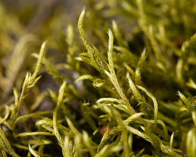 Brachythecium albicans (Hedw.) Schimp., 1853 &copy; Wijnand van Buuren