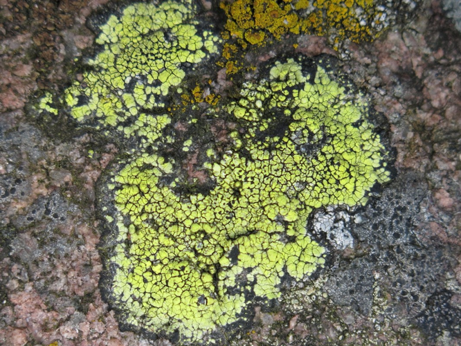 Rhizocarpon lecanorinum, DMS-9189582 &copy; Anne-Grethe Lentz