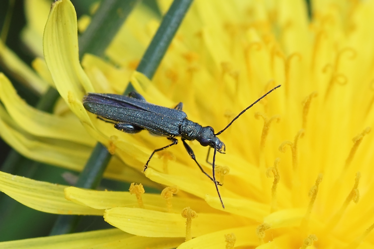 Oedemera virescens (Linnaeus, 1767) &copy; Marijke Kanters