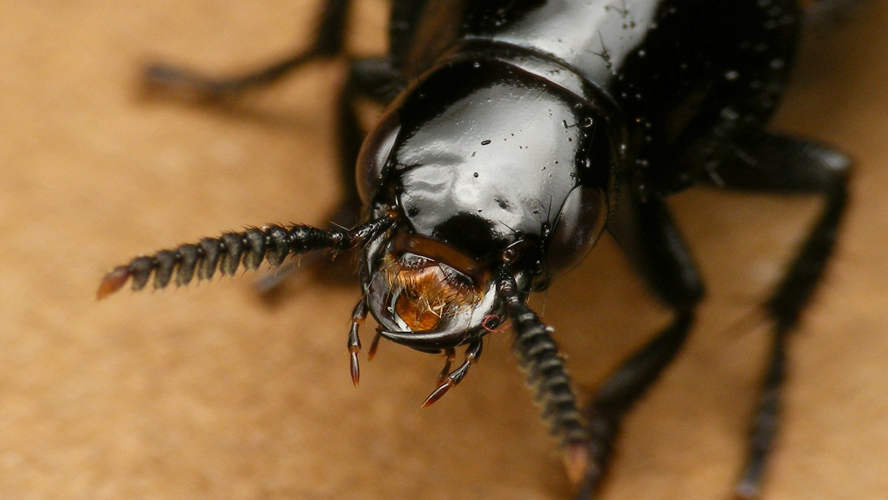 Quedius dilatatus (Fabricius, 1787) &copy; Arp Kruithof