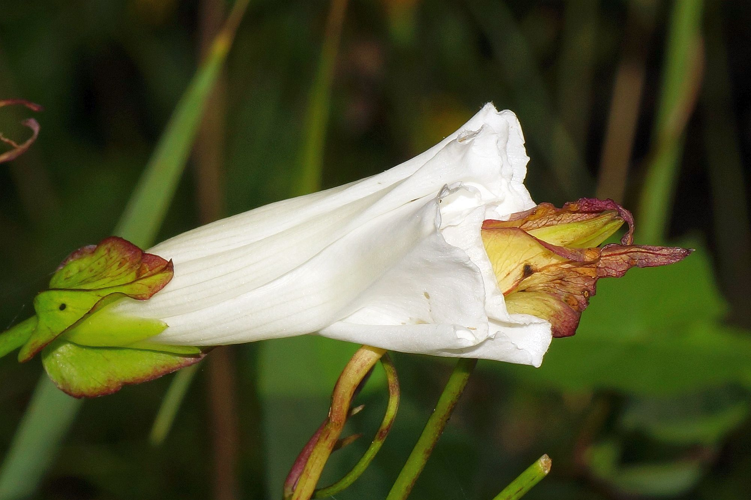 Convolvulus sepium L., 1753 &copy; Hans Jonkman