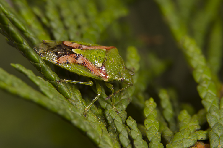Cyphostethus tristriatus (Fabricius, 1787) &copy; Roy Kleukers