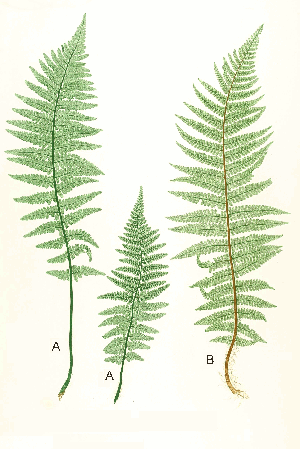 Dryopteris spp Moore17.png © by Thomas Moore, edited by John Lindley; nature-printed by Henry Bradbury.