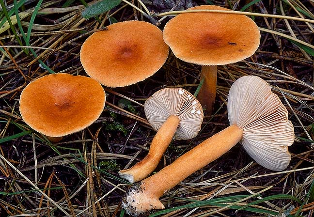 Lactarius aurantiacus, JHP-95.178 &copy; MycoKey / Jens H. Petersen