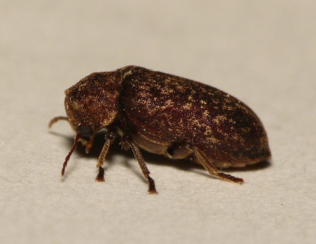Xestobium rufovillosum (De Geer, 1774) &copy; Dick Belgers