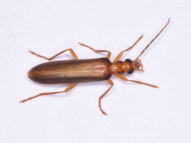 Nacerdes carniolica (Gistel, 1834) &copy; Willem Vergoossen