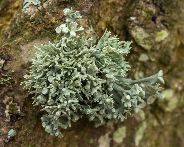 Ramalina fastigiata (Pers.) Ach., 1810 &copy; Wijnand van Buuren