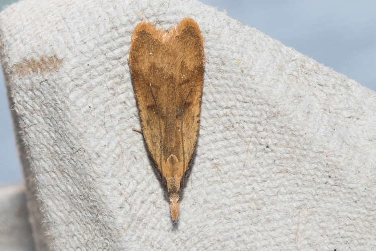 Dichomeris derasella (Denis & Schiffermüller, 1775) &copy; Steeman Chris