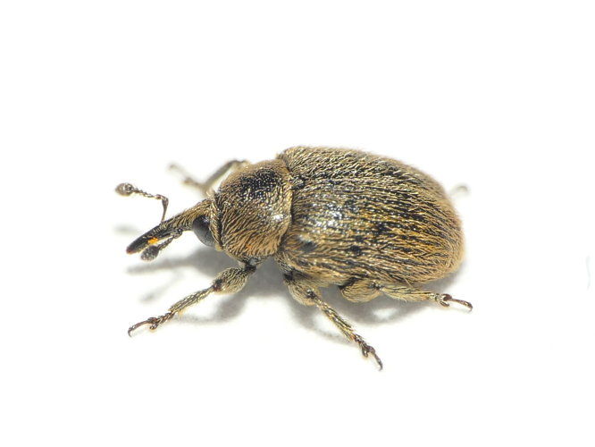 Rhinusa tetra (Fabricius, 1792) &copy; Dick Belgers