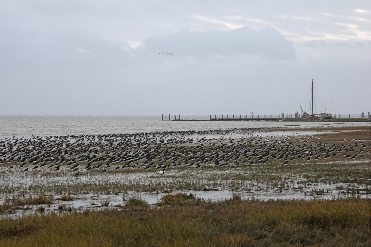 Haematopus ostralegus Linnaeus, 1758 &copy; Lidwien Peterse