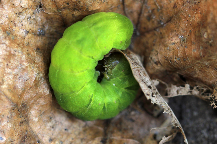 Phlogophora meticulosa (Linnaeus, 1758) &copy; Annemieke Hoozemans