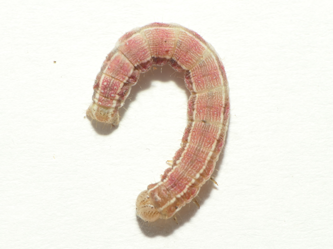 Heliothis viriplaca (Hufnagel, 1766) &copy; Dick Belgers