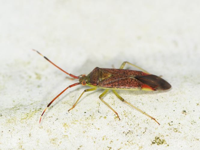 Pantilius tunicatus (Fabricius, 1781) &copy; Wijnand van Buuren
