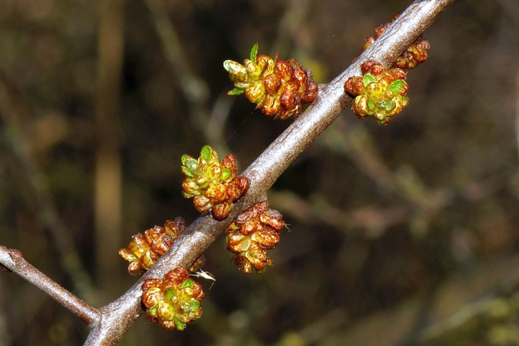 Hippophae rhamnoides L., 1753 &copy; Hans Jonkman